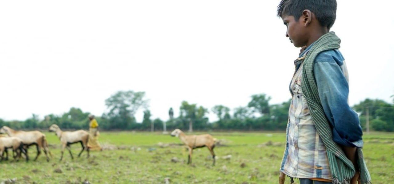 Goat grazing stock