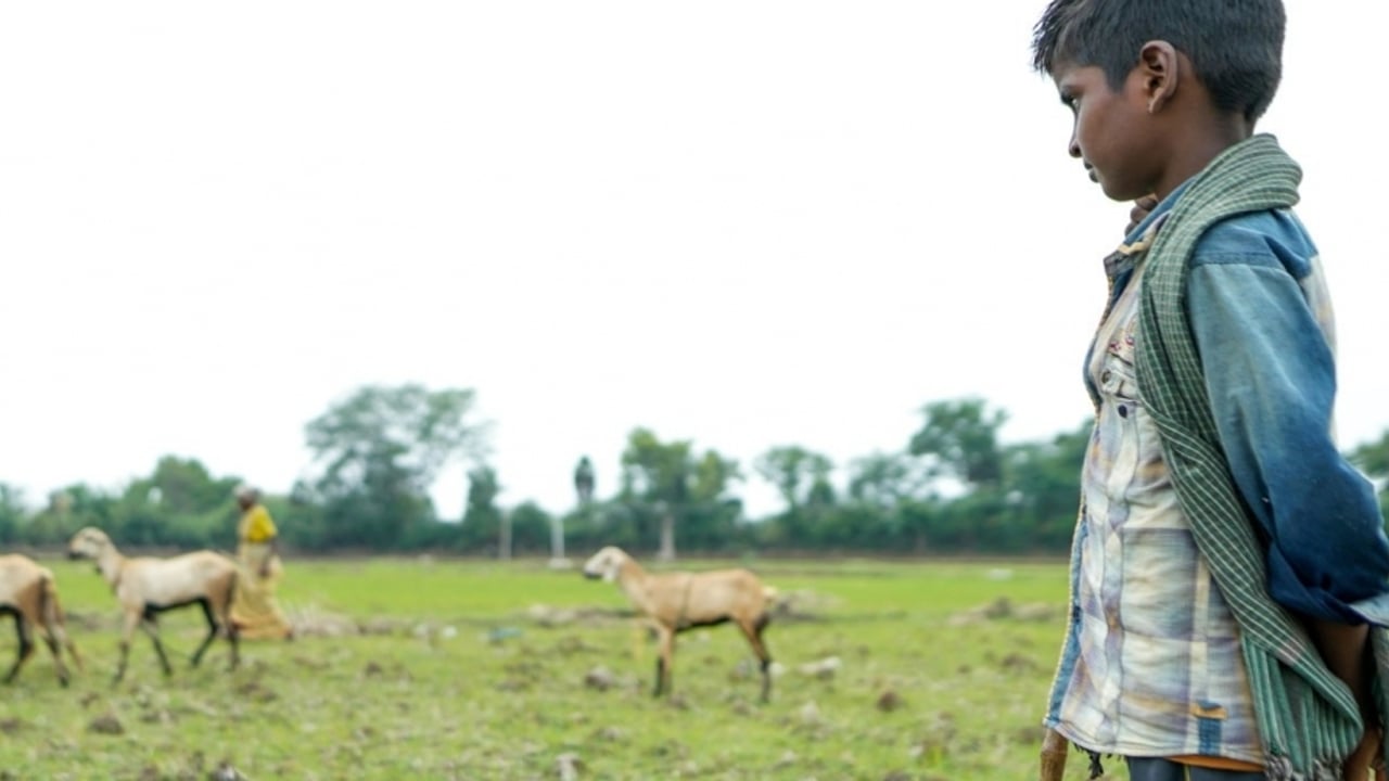 Goat grazing stock
