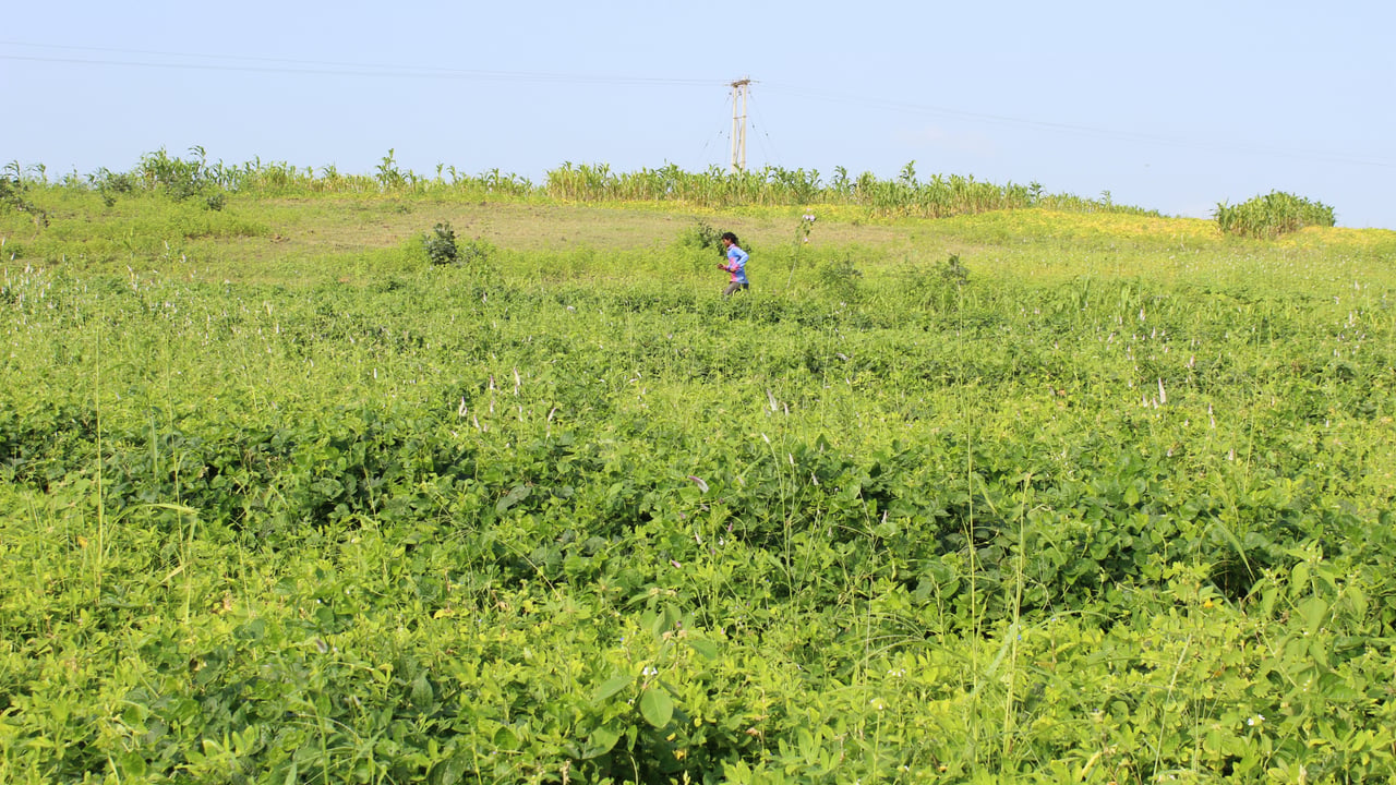 IMG 5753 201601 DEL Jan Sahas Pethur Sugarcane Field Approved for Full Use