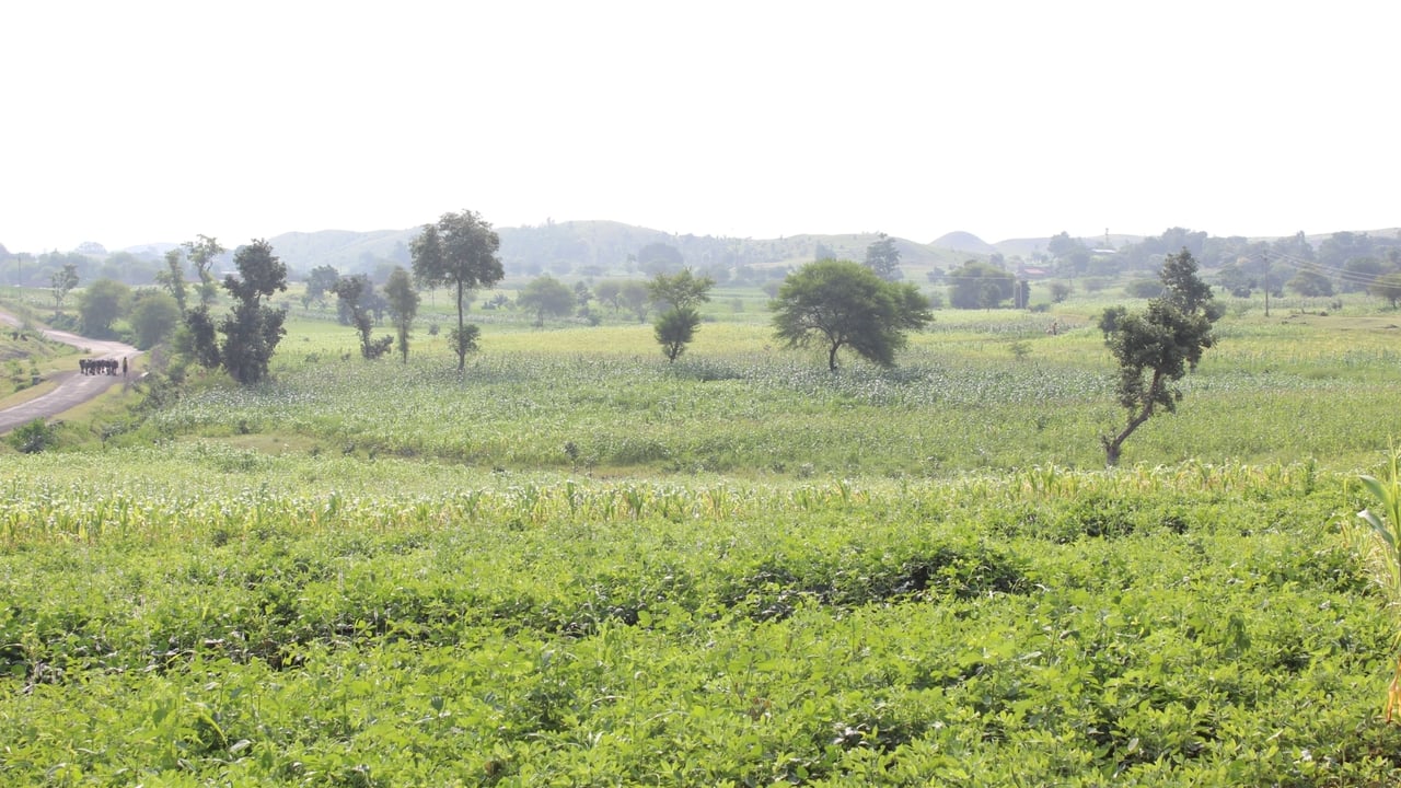 IMG 5790 JPG 201601 DEL Jan Sahas Pethur Sugarcane Field Approved for Full Use