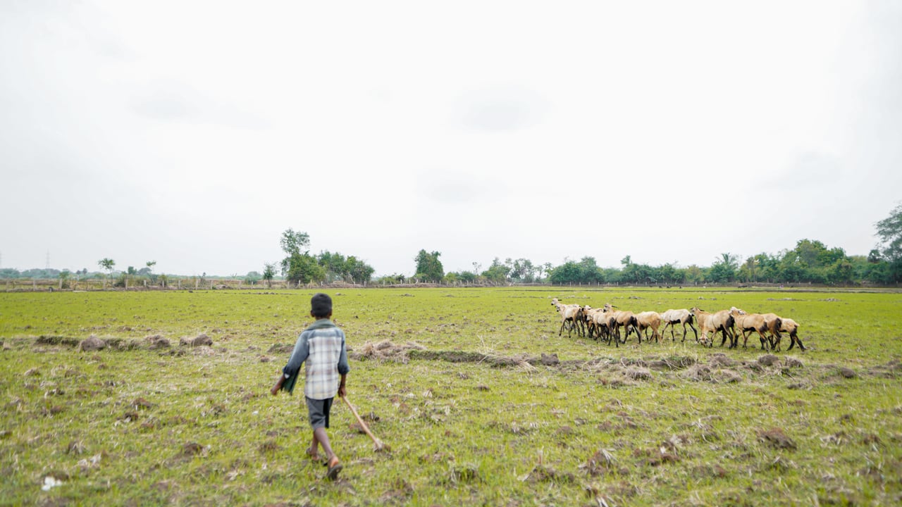 NAV00621 jpg 201909 CHE Stock Images of Goat Grazing Approved for Full Use