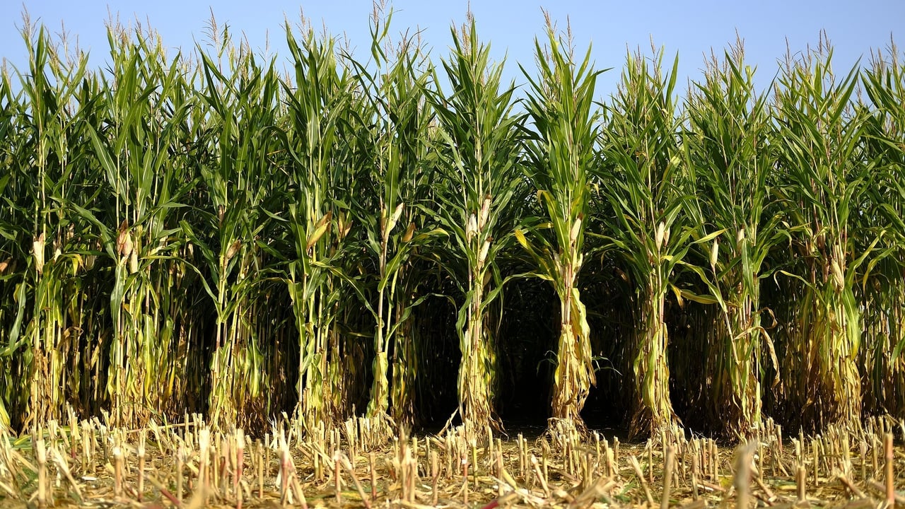 Corn 6718904 1920