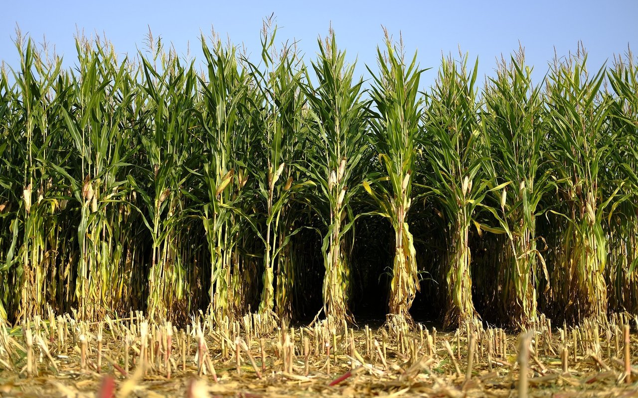 Corn 6718904 1920