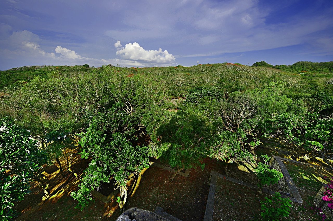 Jungle