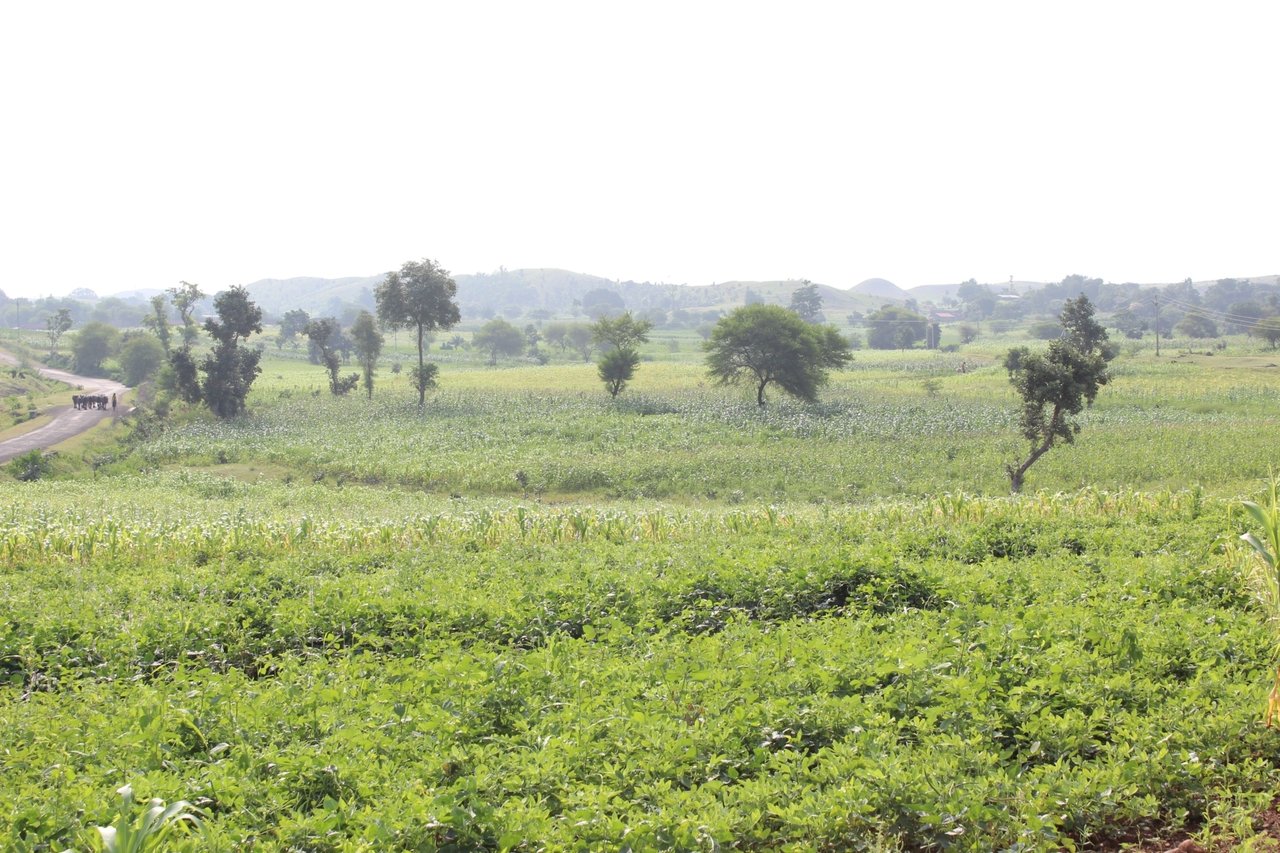 IMG 5790 JPG 201601 DEL Jan Sahas Pethur Sugarcane Field Approved for Full Use