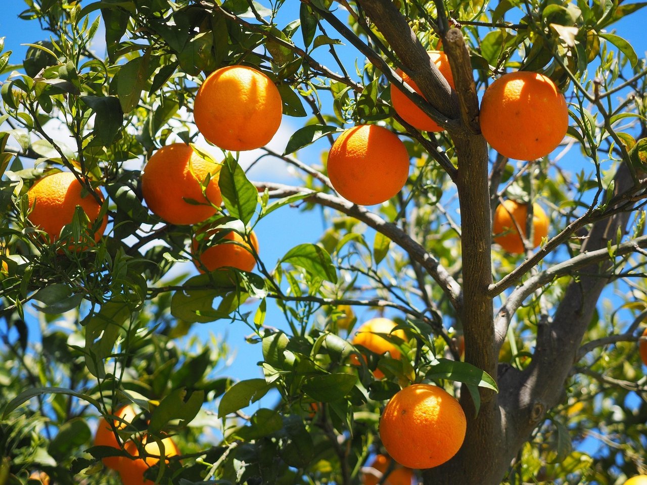 Oranges 1117628 1920